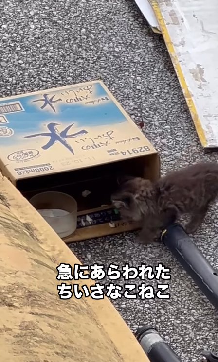 段ボールの中に入ったお皿に近づく子猫