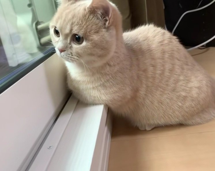 外を見ているむぎちゃん