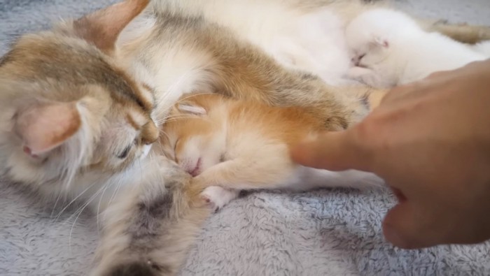 愛おしそうに子猫を見つめる母猫と飼い主の指