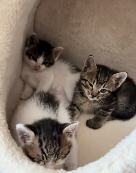 中に入る3匹の猫