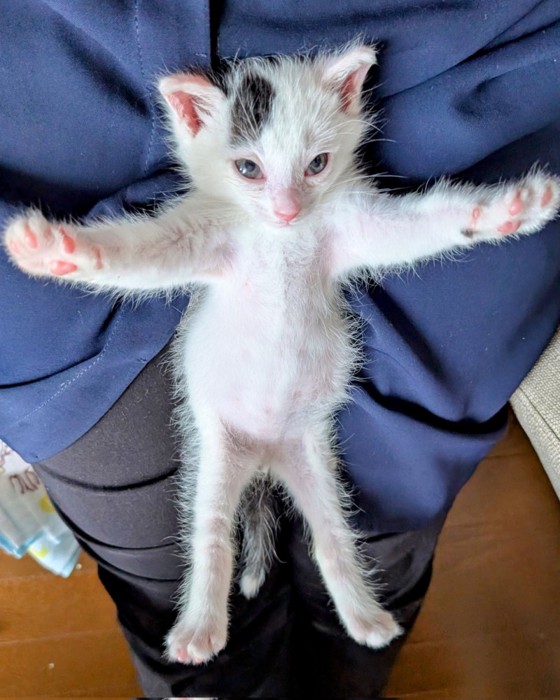 手足を広げた子猫