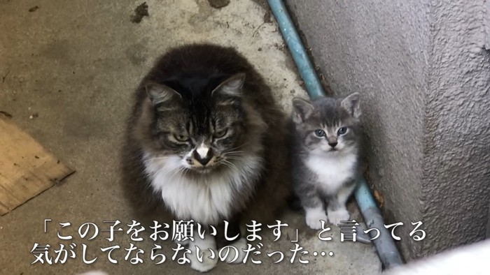 並んでいる親子猫