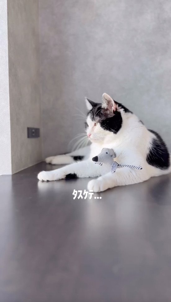 ネズミのおもちゃを手にする猫