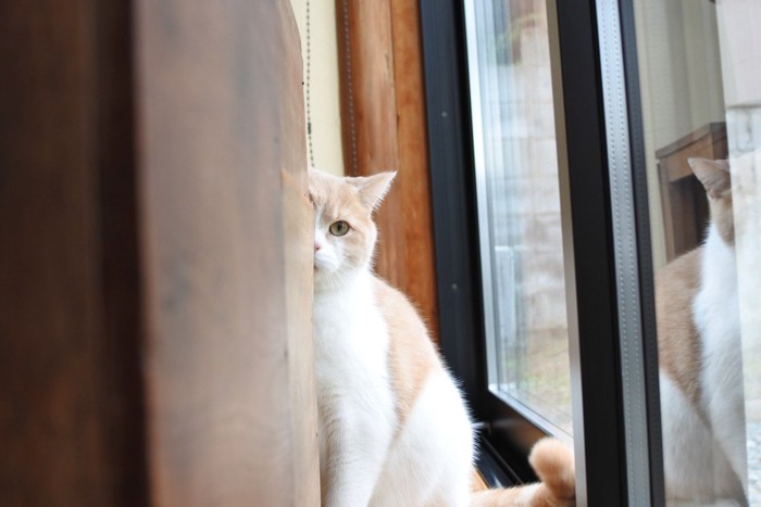 体を半分隠す猫