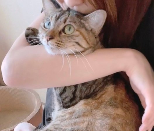 飼い主が猫の頭にキスして抱きしめている
