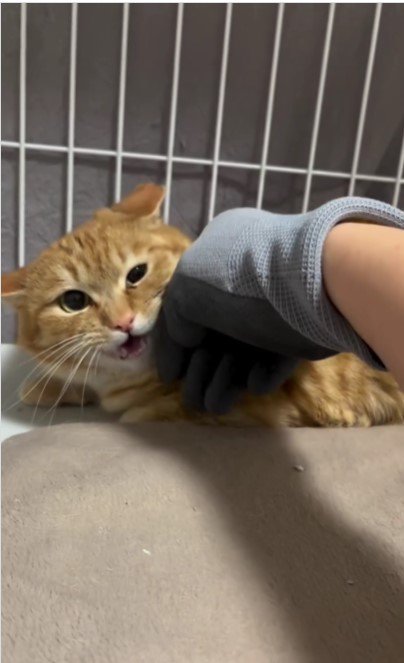 撫でられている猫%%なんだかんだ撫でさせてはくれるチャミちゃん