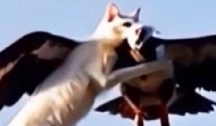 ワシに噛み付く猫