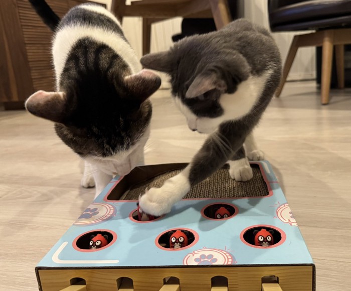 おもちゃで遊ぶセロイくんとプランスくん