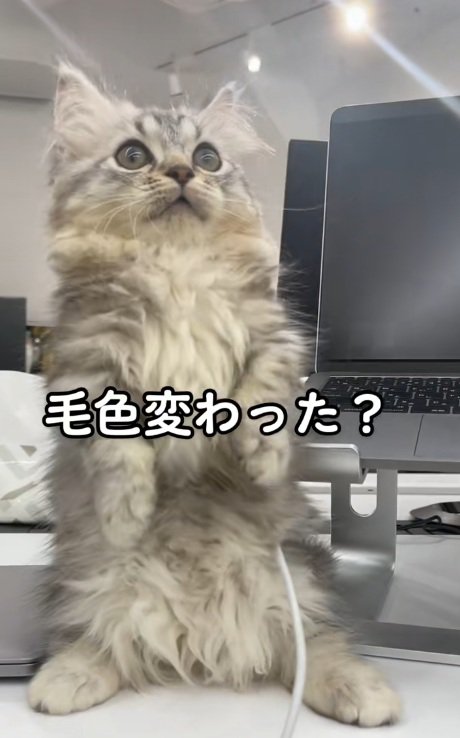 後ろ足で立って上を見ているマンチカンの子猫