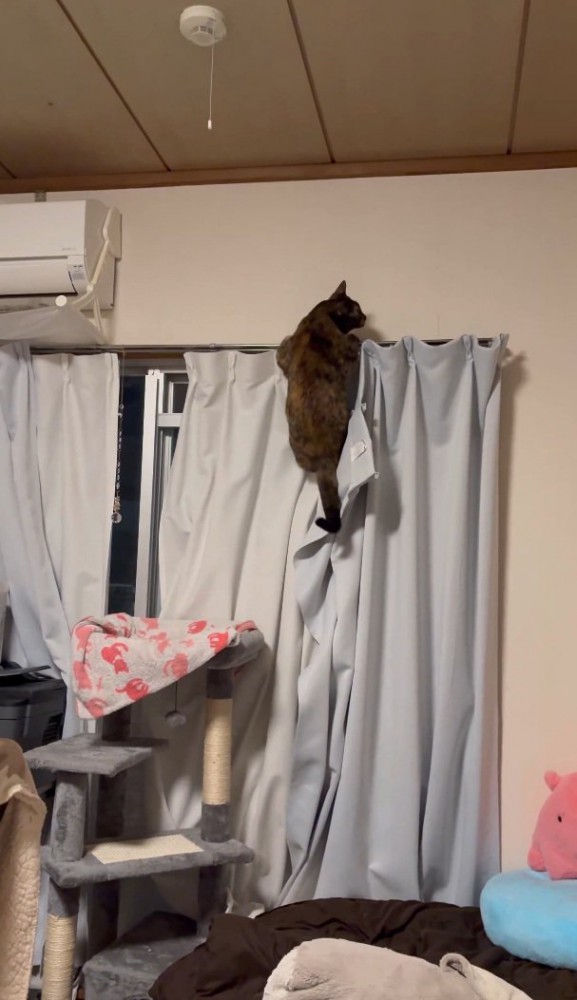 カーテンレールに掴まる猫