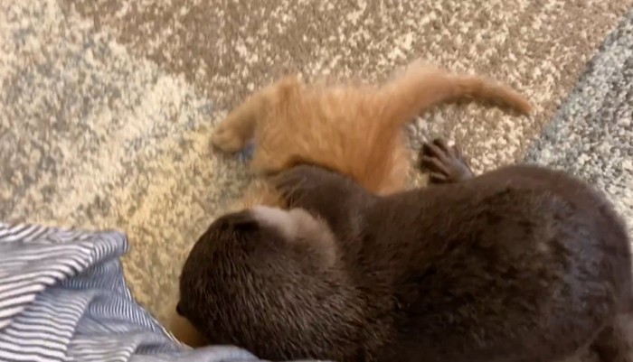 抱きつくさくらちゃん