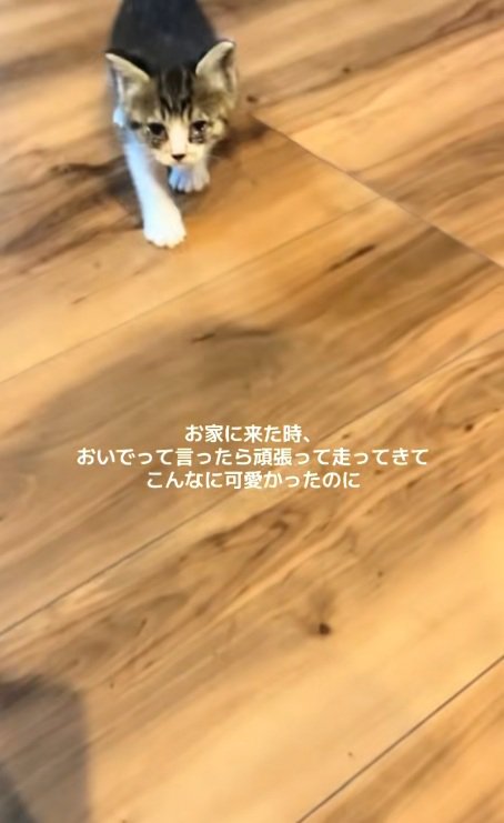 飼い主の元へ走ってやってきた子猫