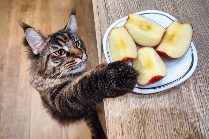 リンゴに触る猫