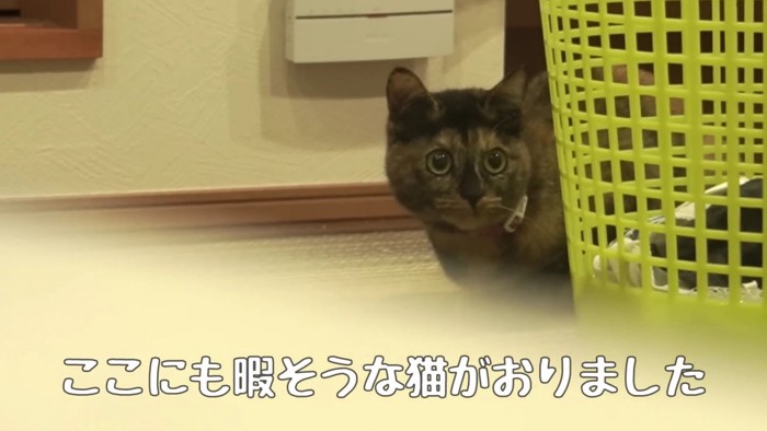 低姿勢な猫