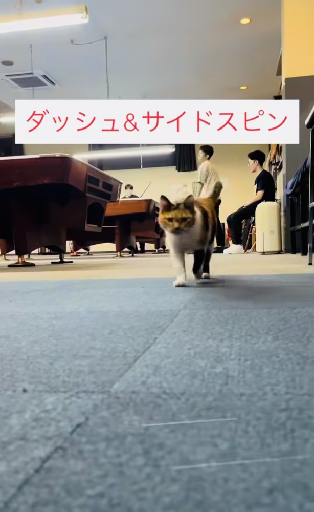 飼い主さんに向かって駆けてくる看板猫