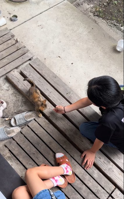 子どもの近くでごはんを食べる子猫