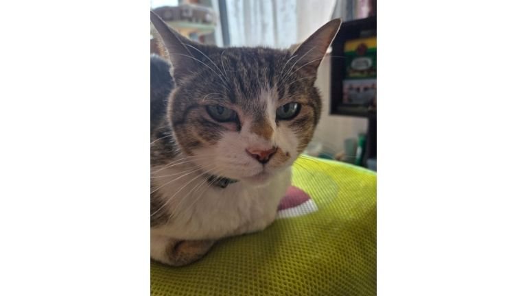 室内にいる猫