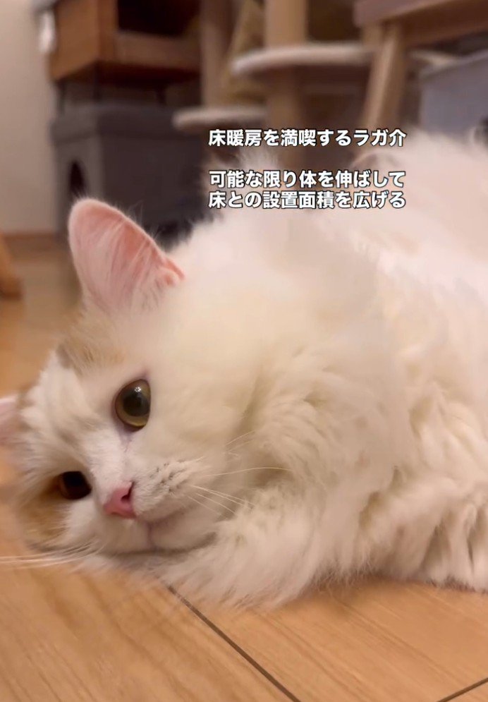 床で転がる猫3