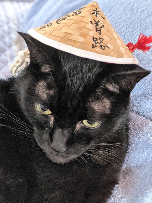 被り物をする黒猫