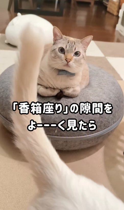 猫ベッドの上で香箱座りしている猫と白い猫の尻尾（カメラ目線）
