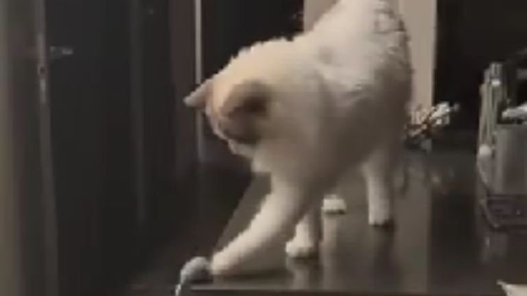 テーブルの上にいる猫