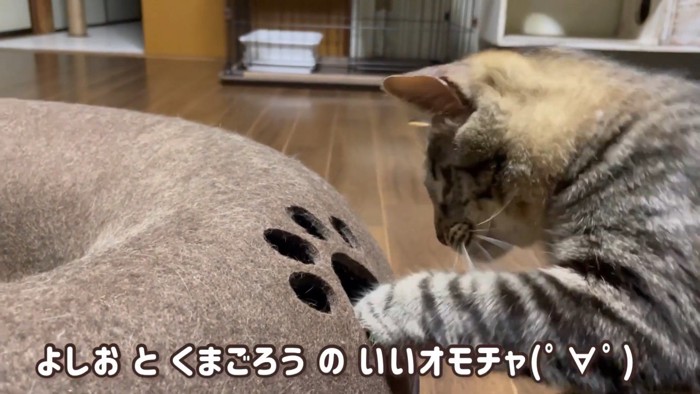 トンネルに前足を入れる猫