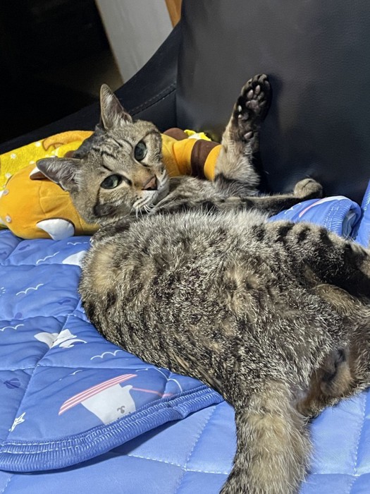 前足をあげる猫