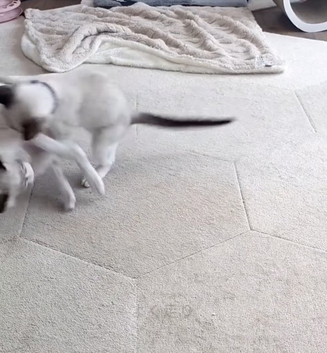 部屋の中を走り回る子猫