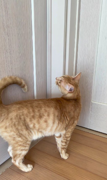 廊下を歩き回る猫