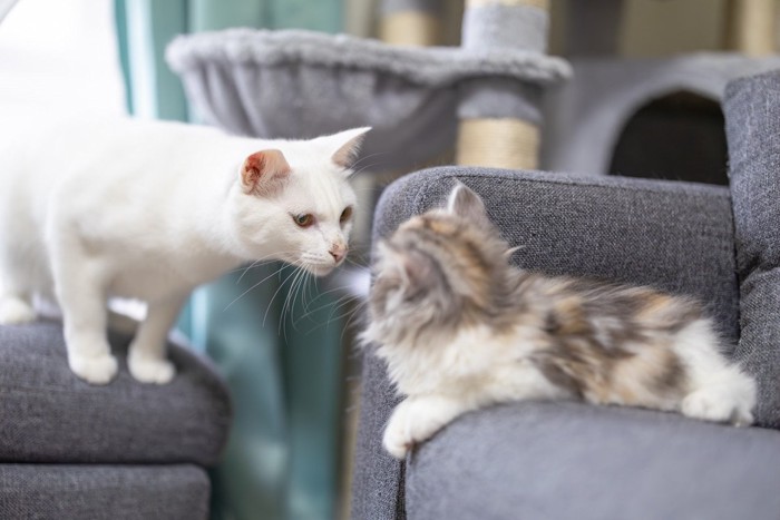 向かい合う2匹の猫