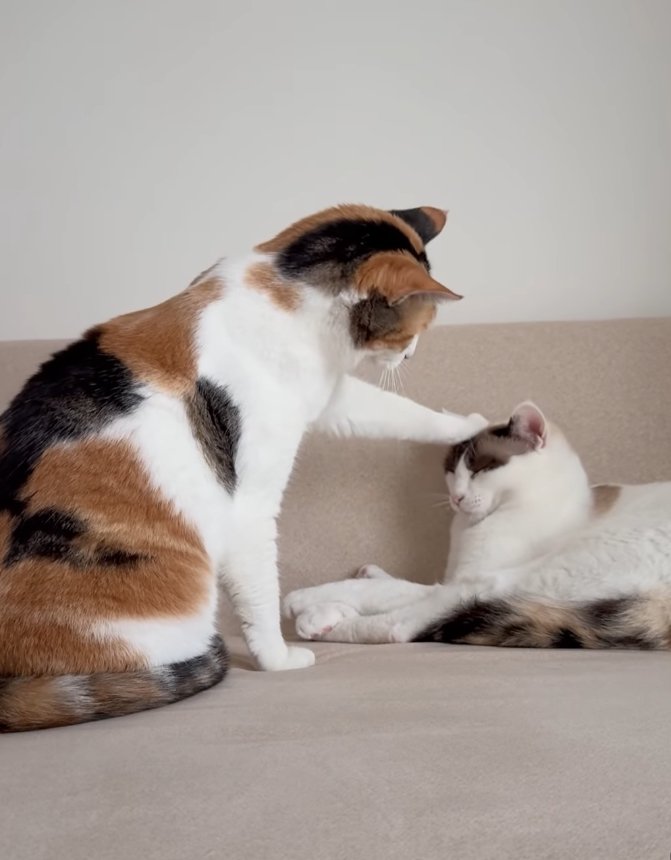 白黒猫の頭に手を乗せている三毛猫