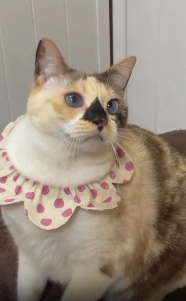 首輪をしている猫