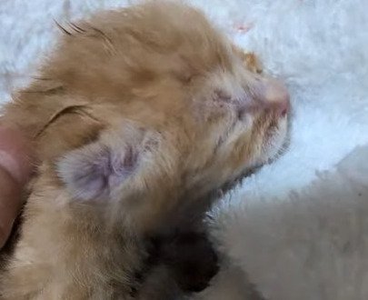 タオルに乗せられる子猫