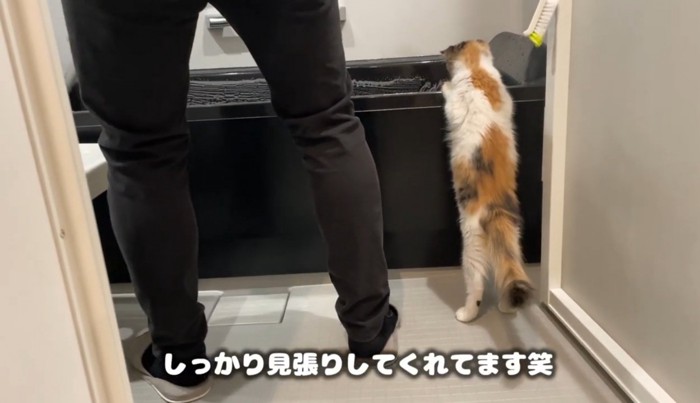 バスタブに前足をかけて立ち上がる猫