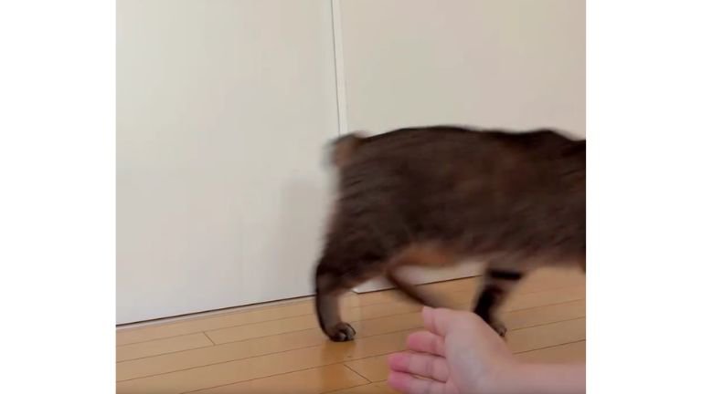 人の腕と猫