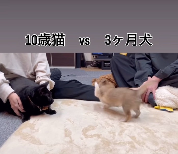 前足を出す子犬