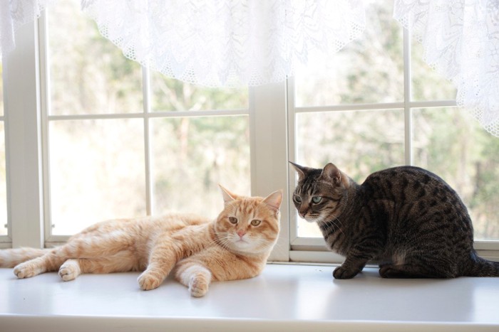 微妙な距離感の猫たち