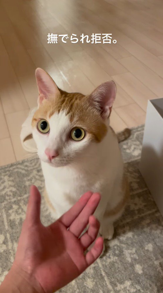 飼い主を見つめる猫