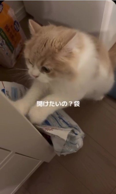 餌の袋をひっかいている猫