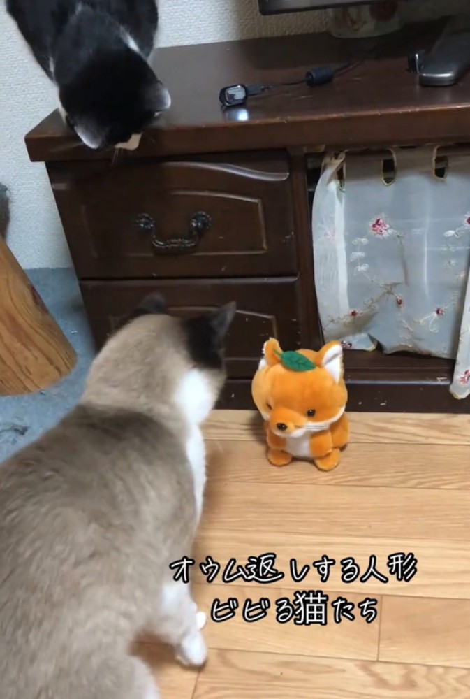 飛び上がって驚く猫