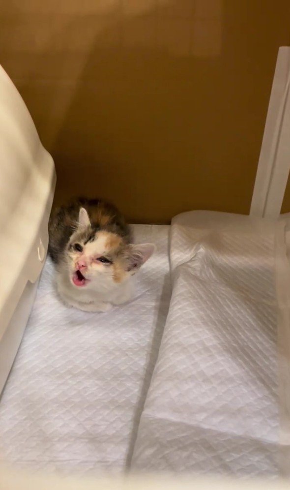 鳴いている子猫