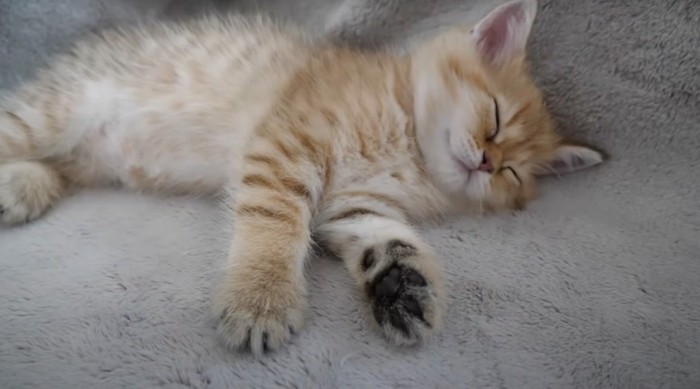 眠る子猫