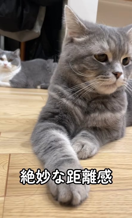 床の上で伏せをしている2匹の猫