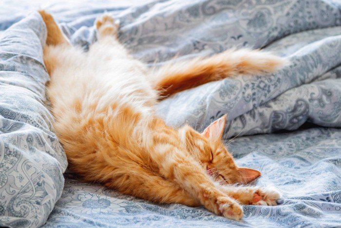 ゆったり眠る茶トラ猫