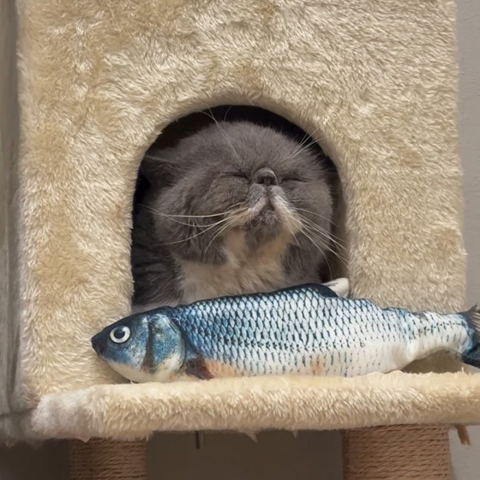 箱の中で寝る猫