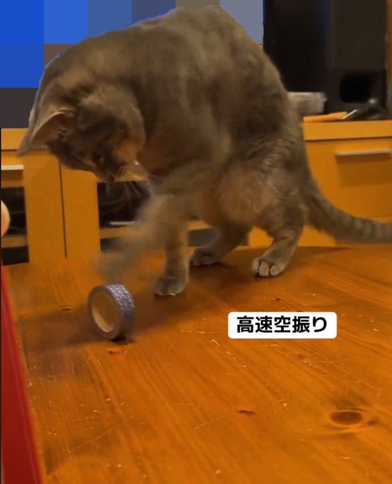 何度も空振りする猫