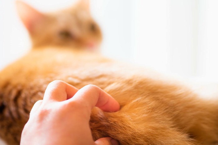 お尻を向けている猫