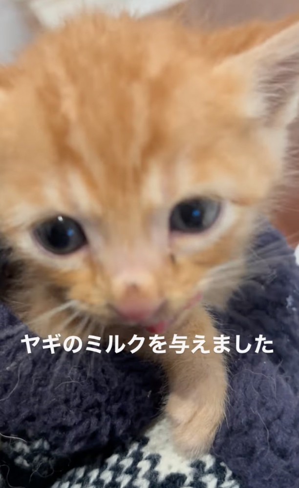 ミルクを飲む子猫