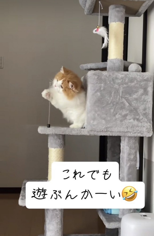 バネに猫パンチをするミヌエット