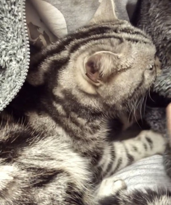 パパの胸に抱かれるアメリカンショートヘア